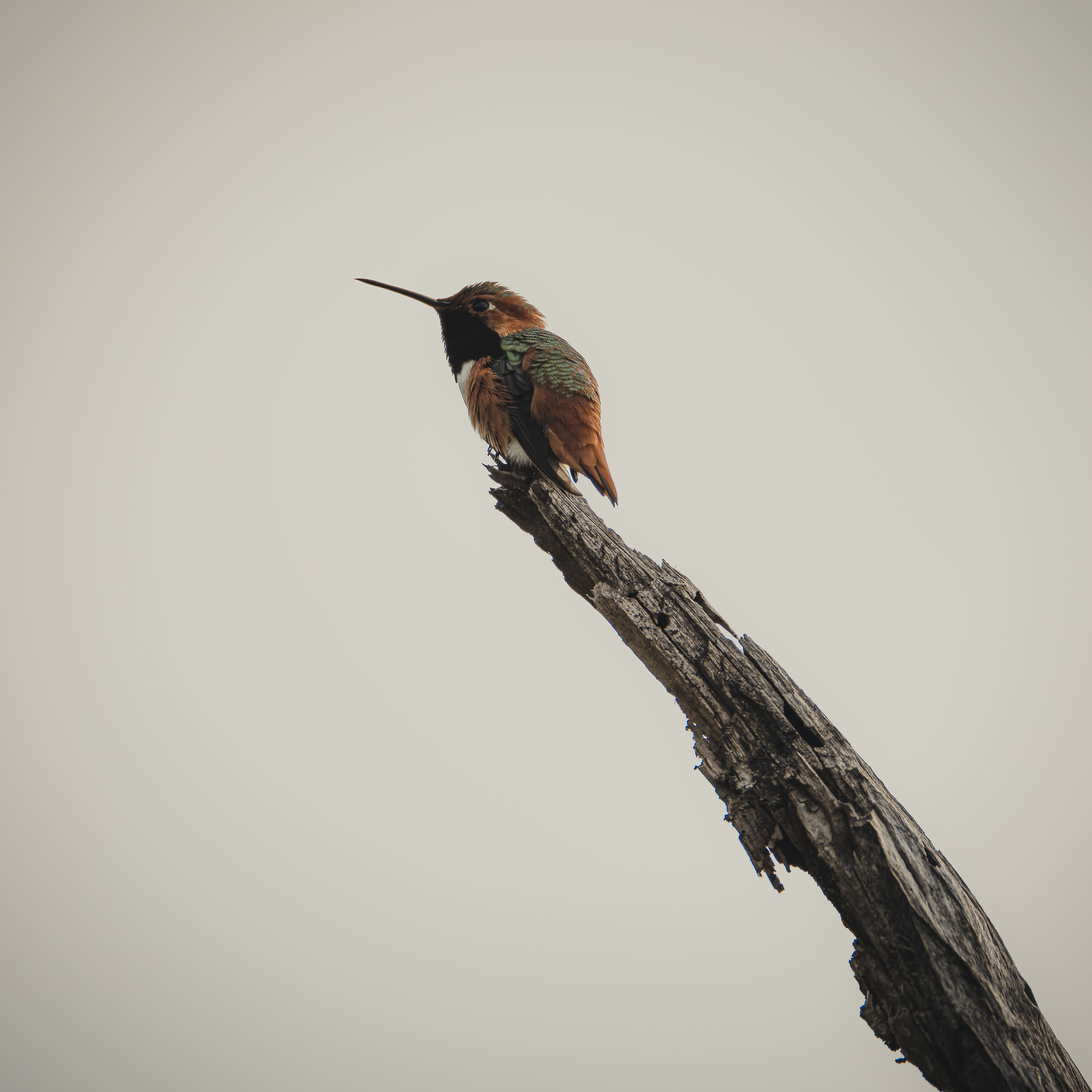 1-3 hummingbird scouting