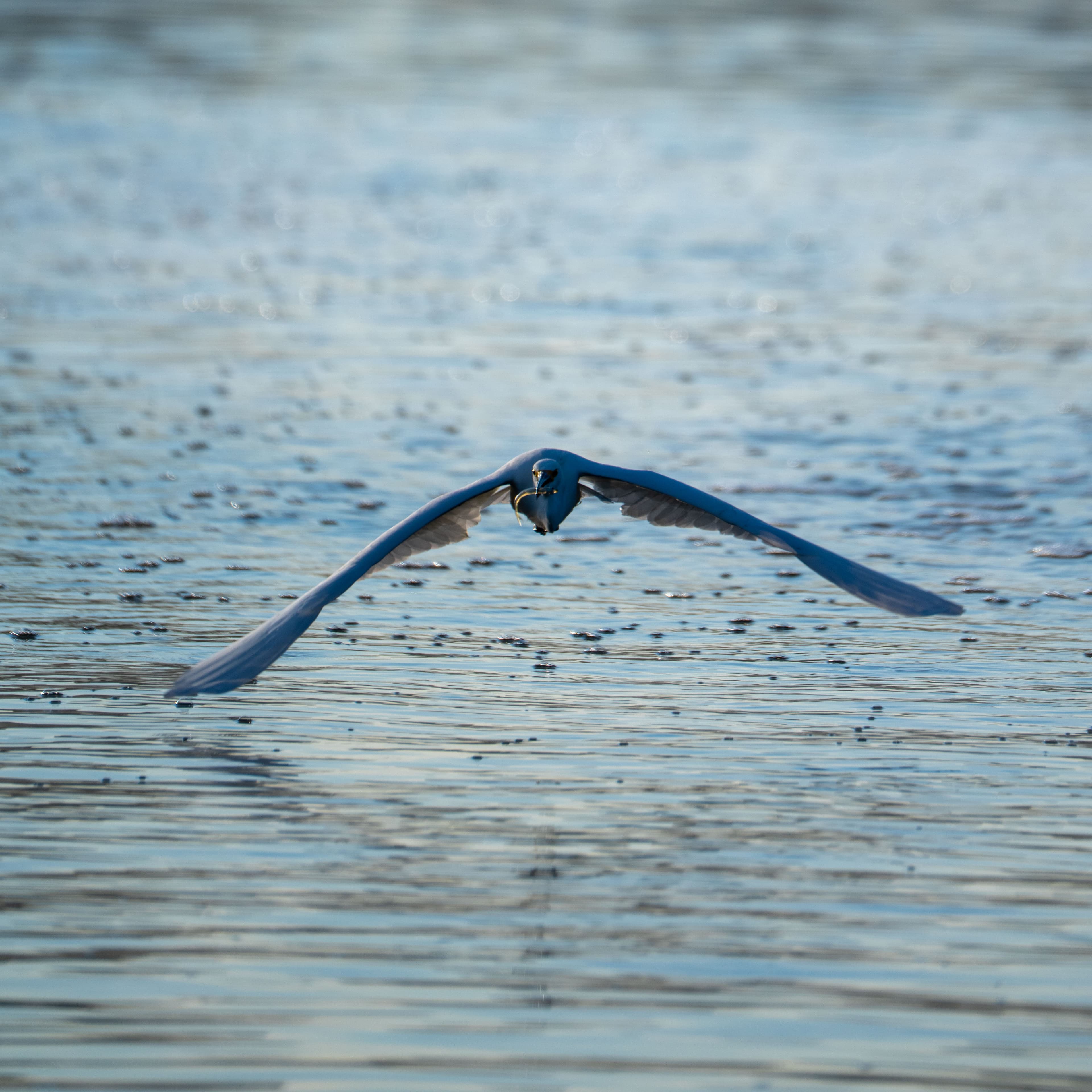 1-4 bird hovering over water with fih